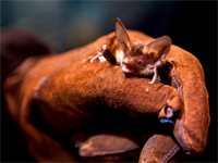 Foto für Bat Night - Nächtliches Fledermaus-Forschen im Naturpark